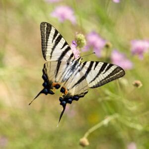 Scarce Swallowtail Butterfly on Pincushion Flower