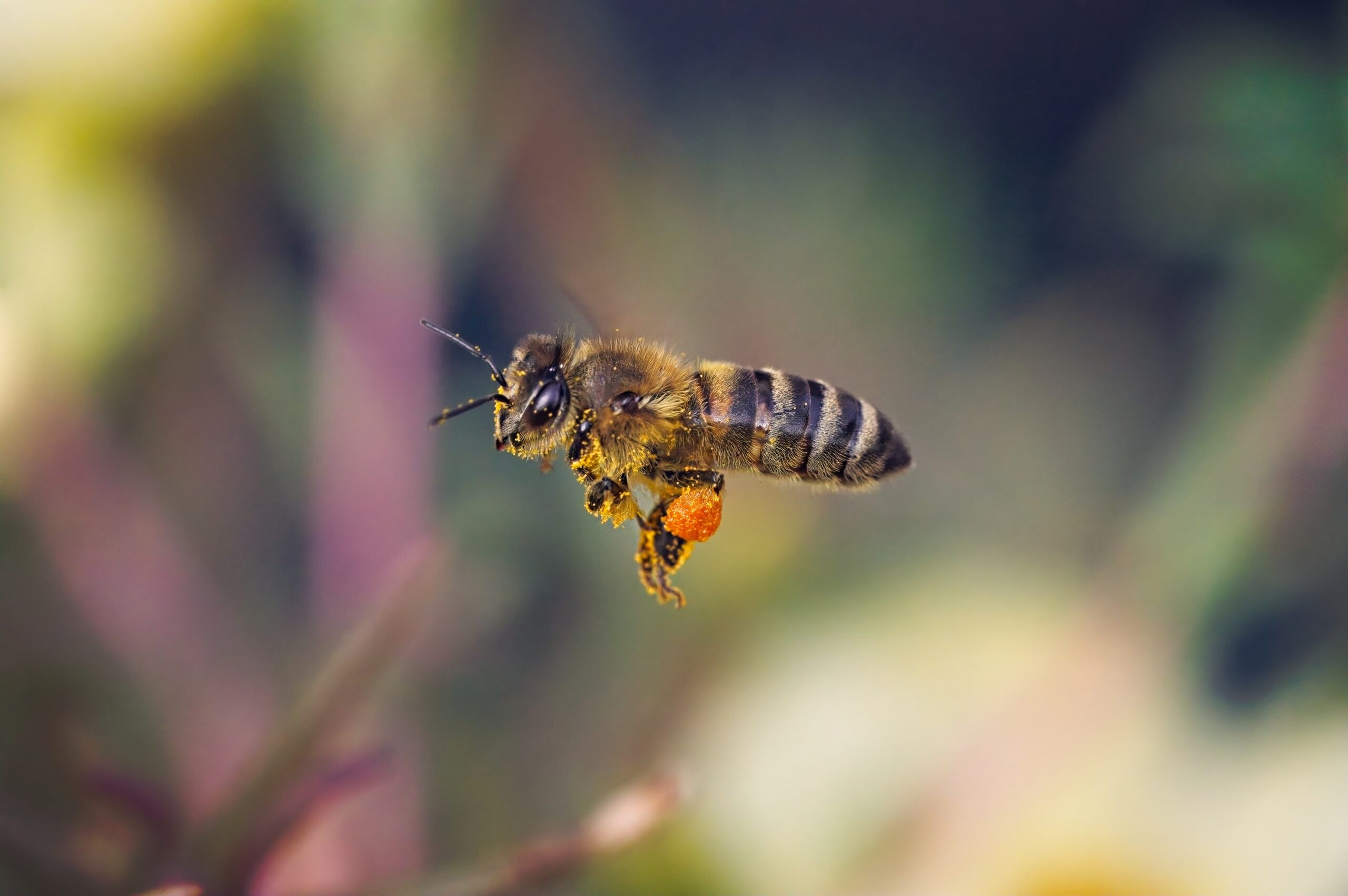 Honey bee in flight with pollen socks on it's legs