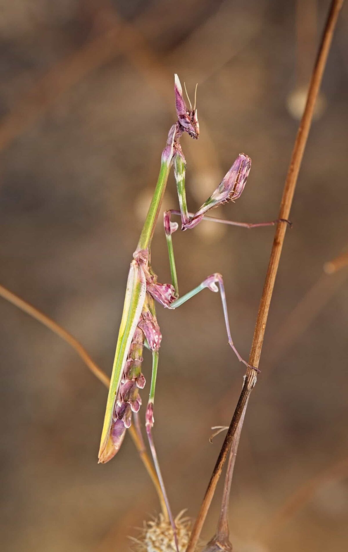 Pink Conehead Mantis Macro nature photographs