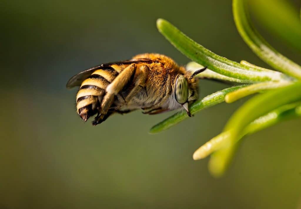 sleeping bee on rosemary bush