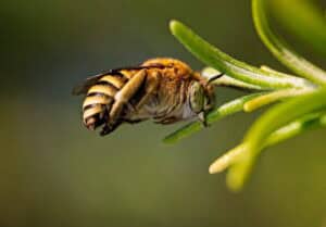 White Banded Digger Bee resting on rosemary bush