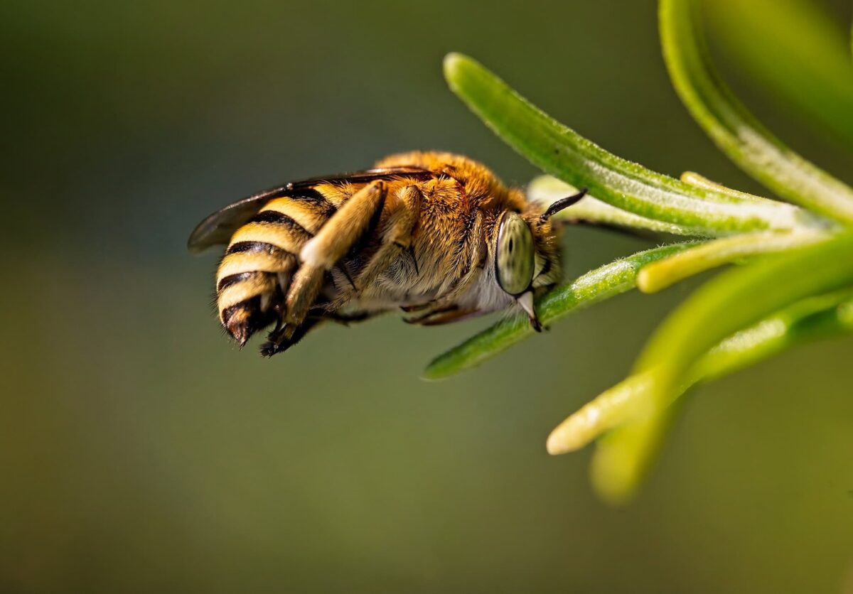 White Banded Digger Bee resting on rosemary bush