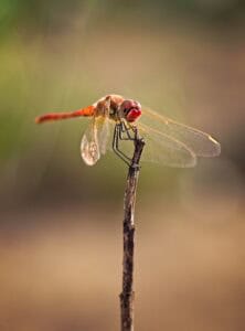 Red Veined Darter dragonfly on twig.