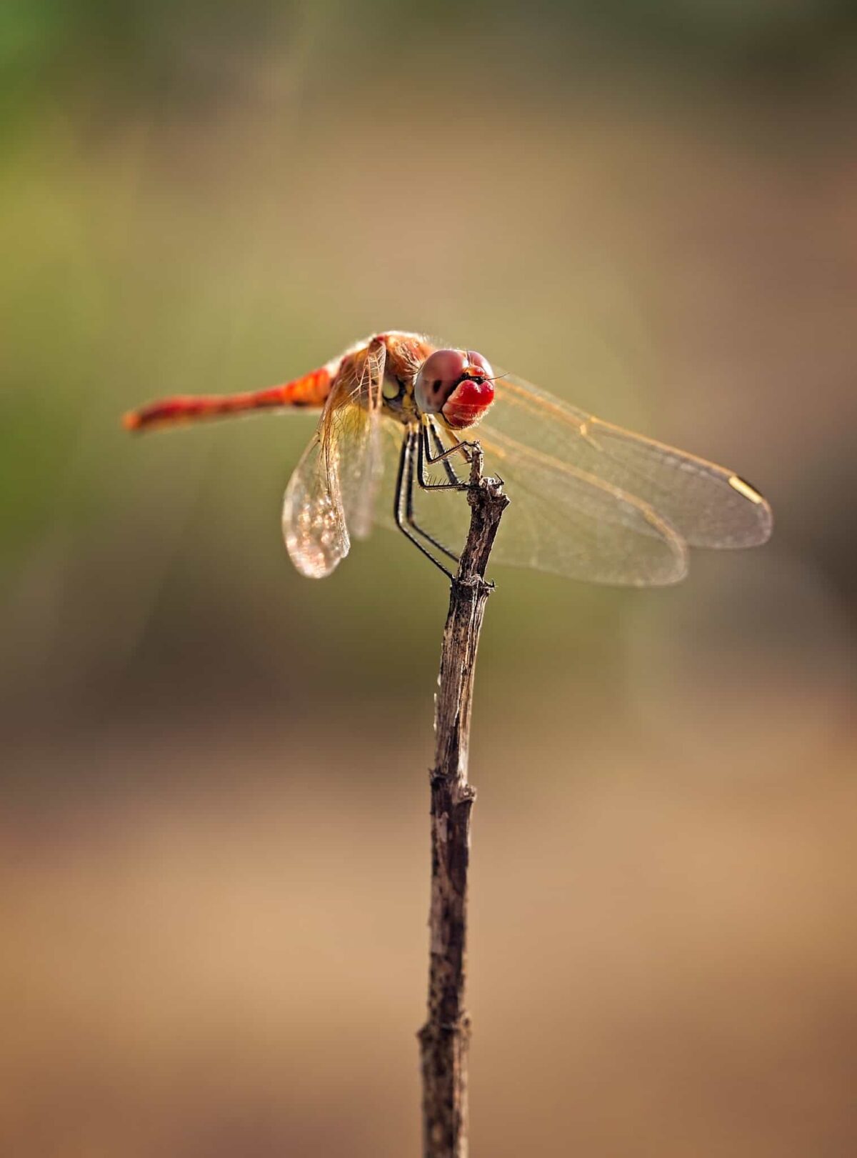 Red Veined Darter dragonfly on twig.