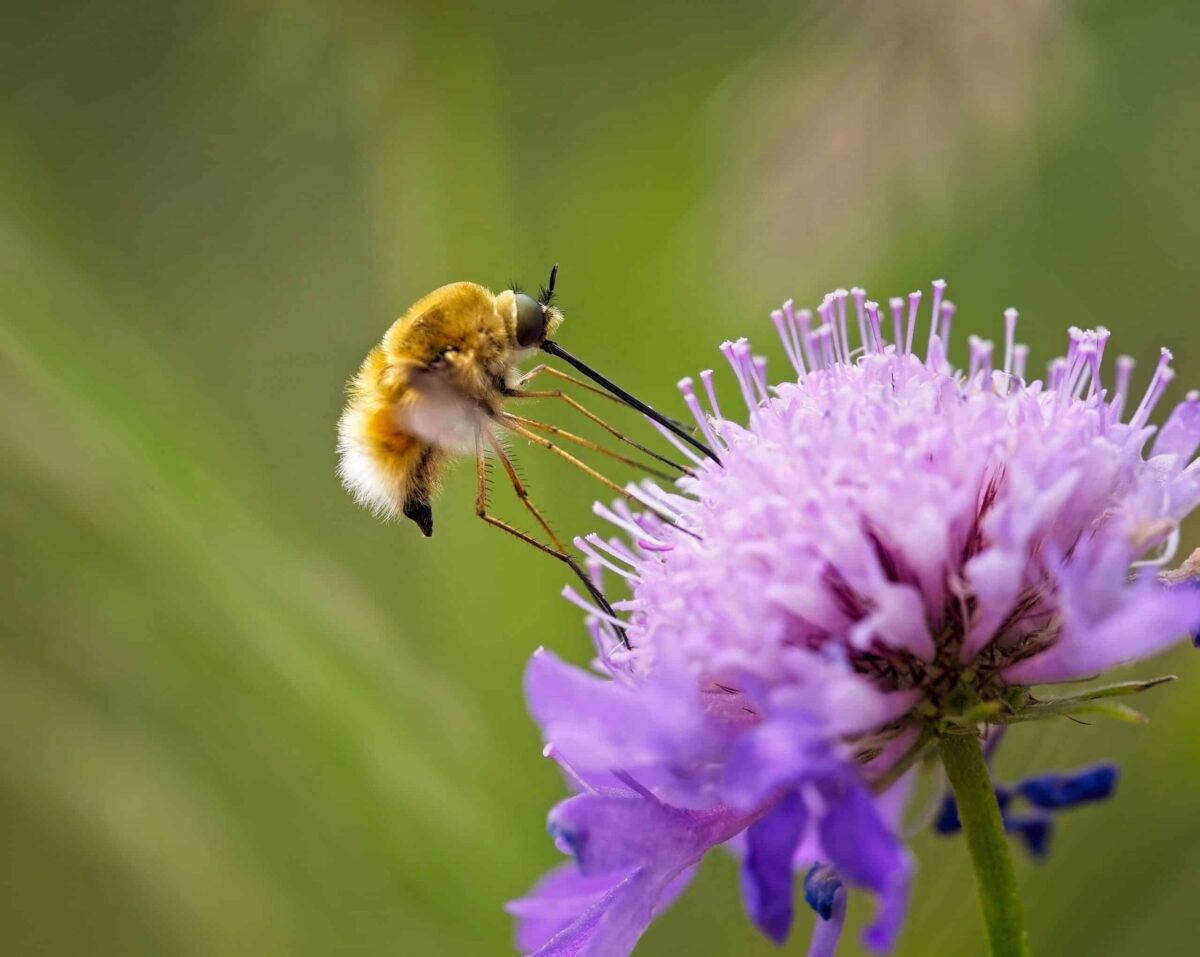 Bee fly collecting nectar from Pin Cushion flower, macro nature photographs