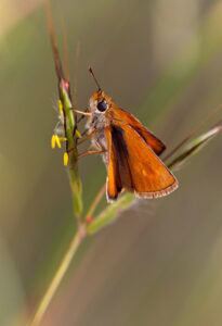 small butterfly on a grass head