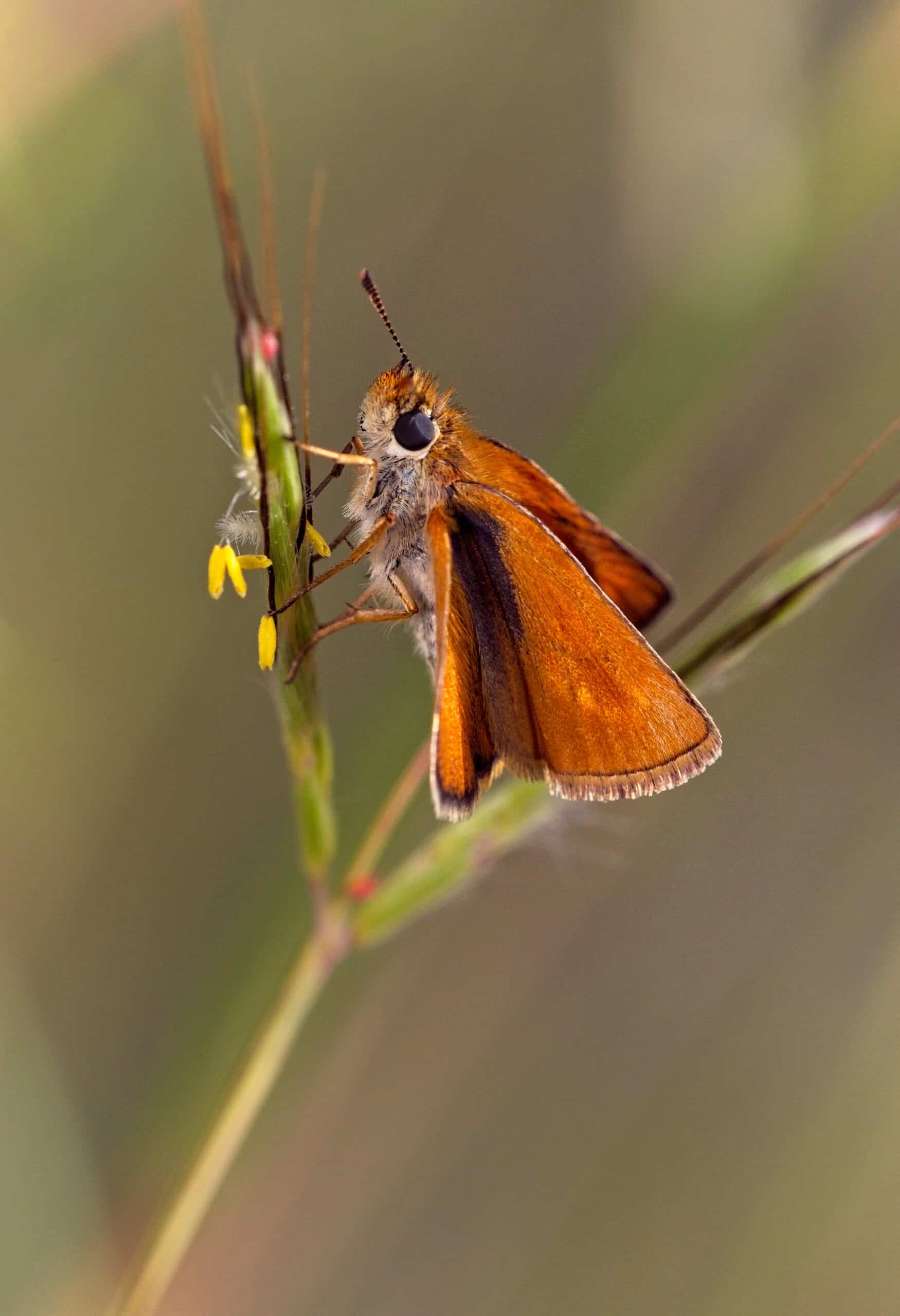 small butterfly on a grass head