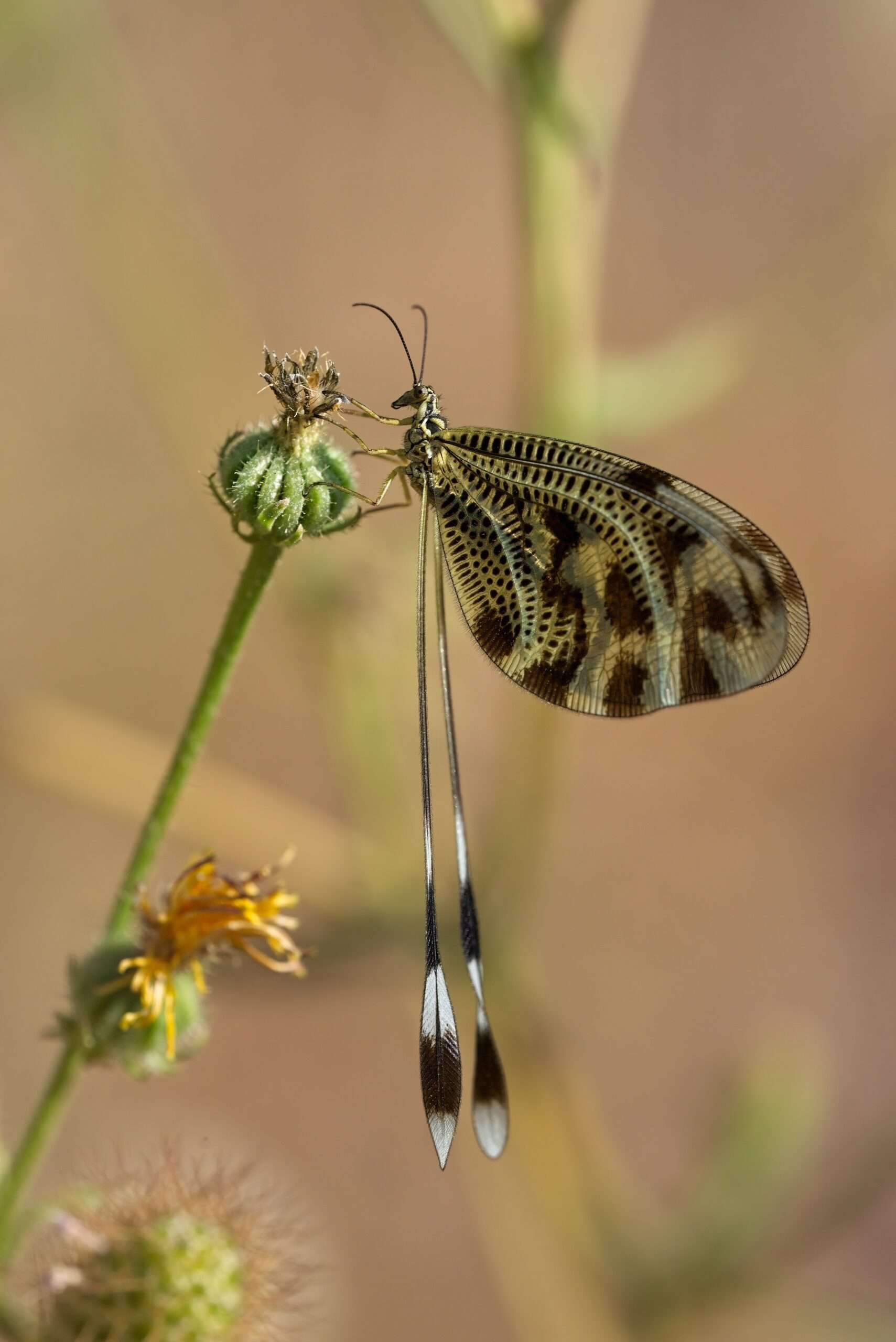Spoon winged Lacewing on a flower head