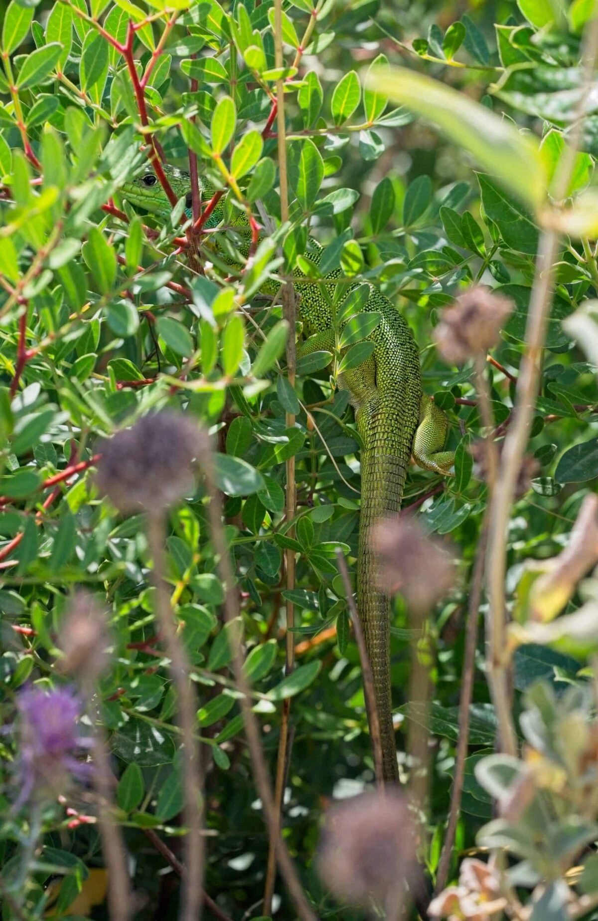 Balkan Emerald Lizard hiding in a bush