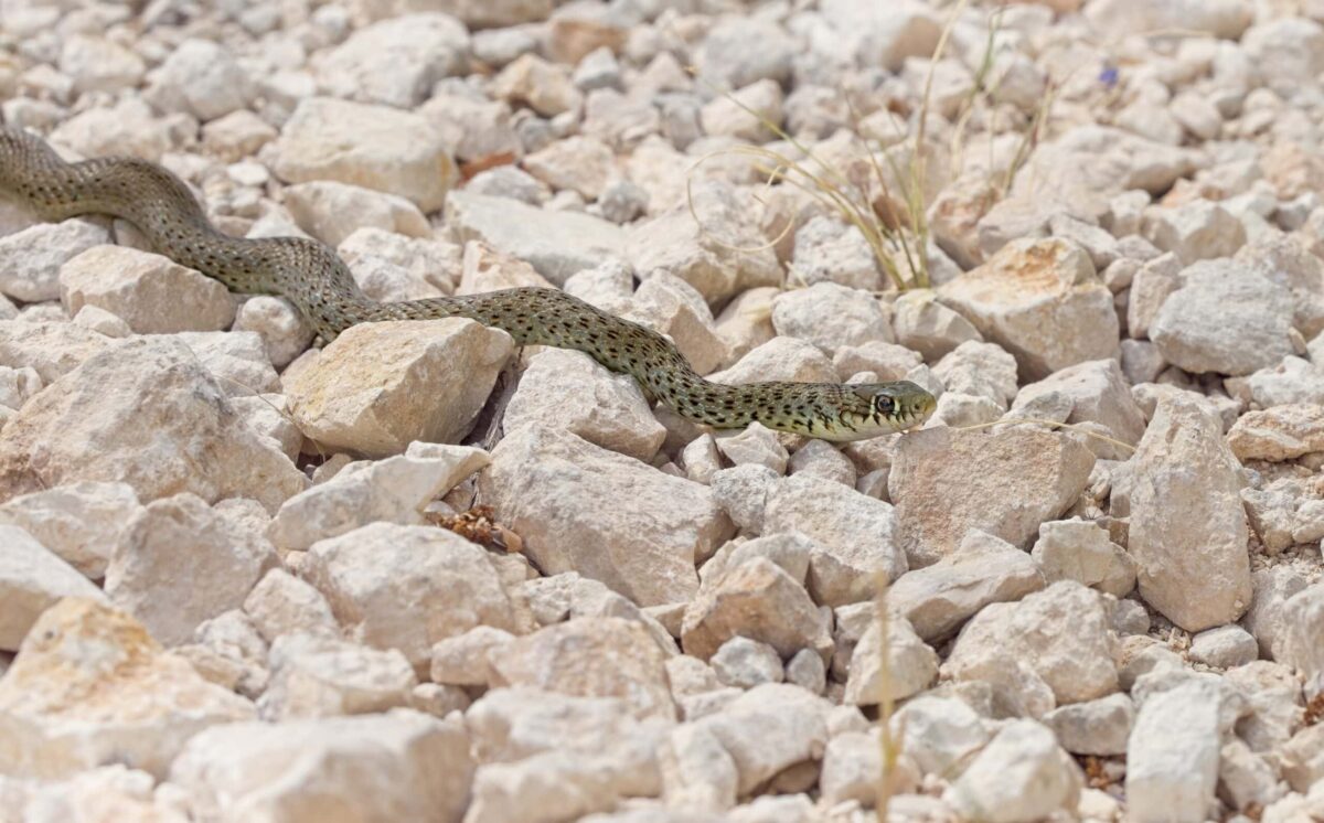 Balkan Whip Snake