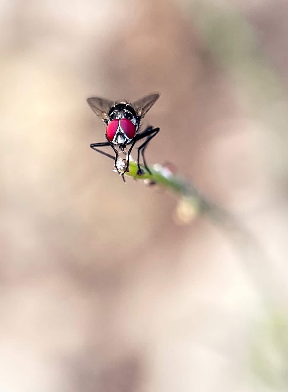 Root fly close up photograph, learn macro nature photography