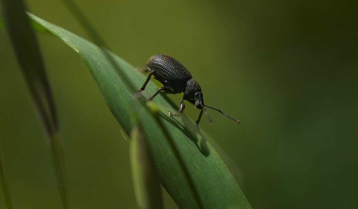 vine weevil upside down on a blade of grass, macro nature photography workshops