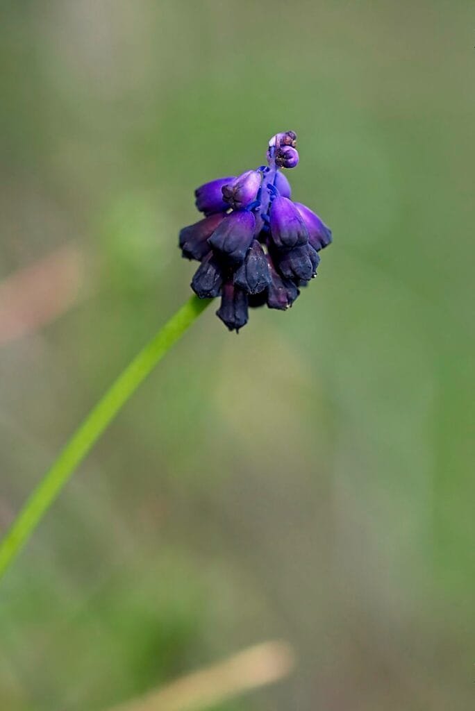 pay attention to background in macro photography, macro photo of a wild hyacinth with blurred background