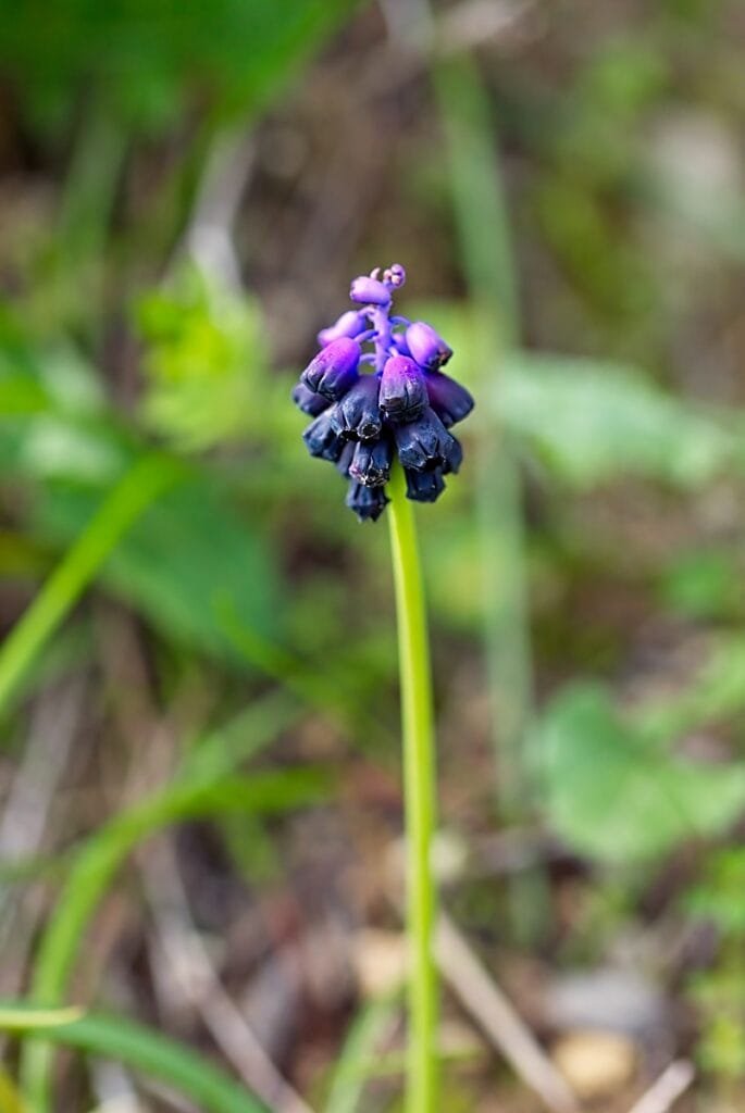 pay attention to background in macro photography, a macro photograph of a wild hyacinth with a messy background
