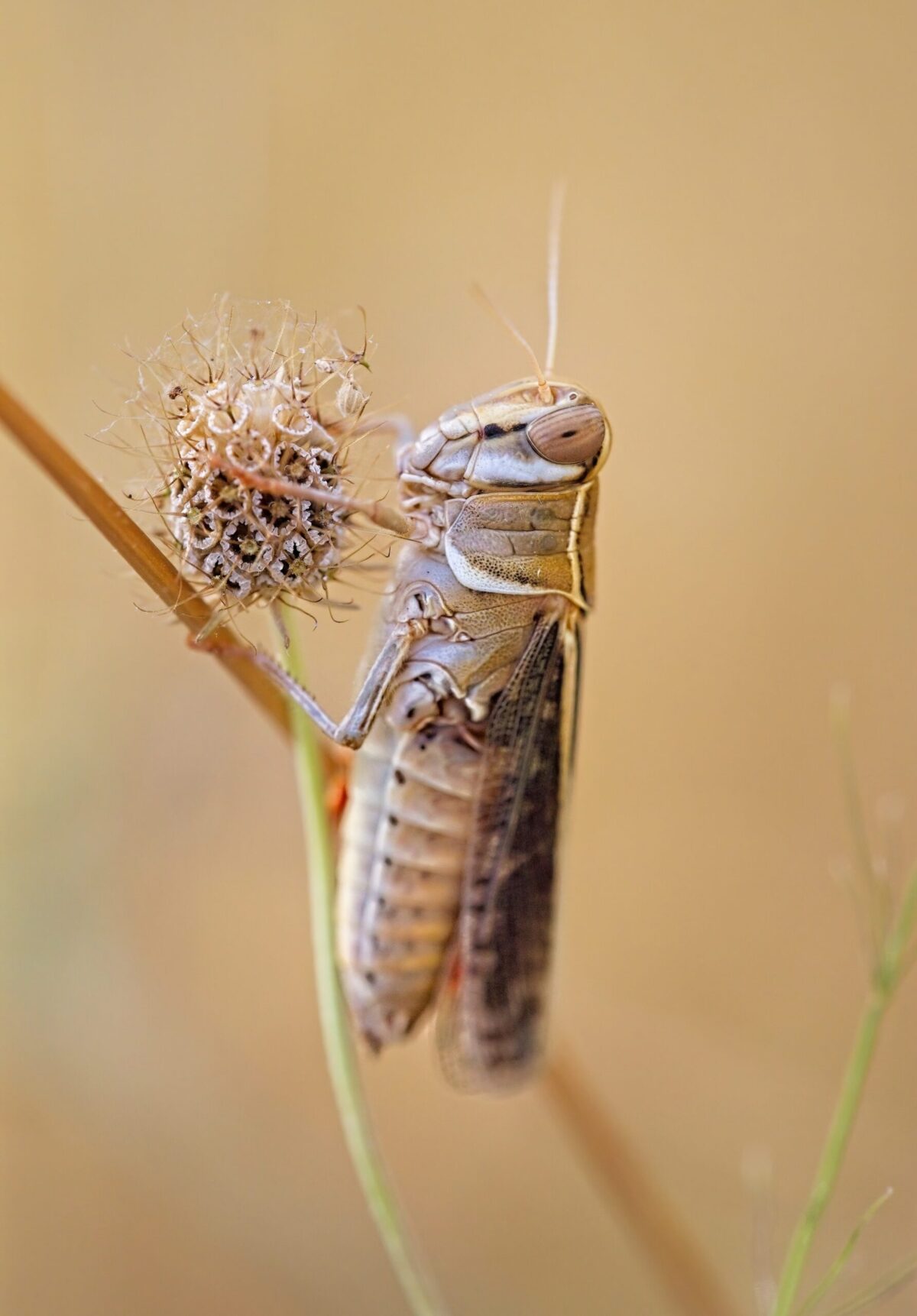 grasshopper without hind legs