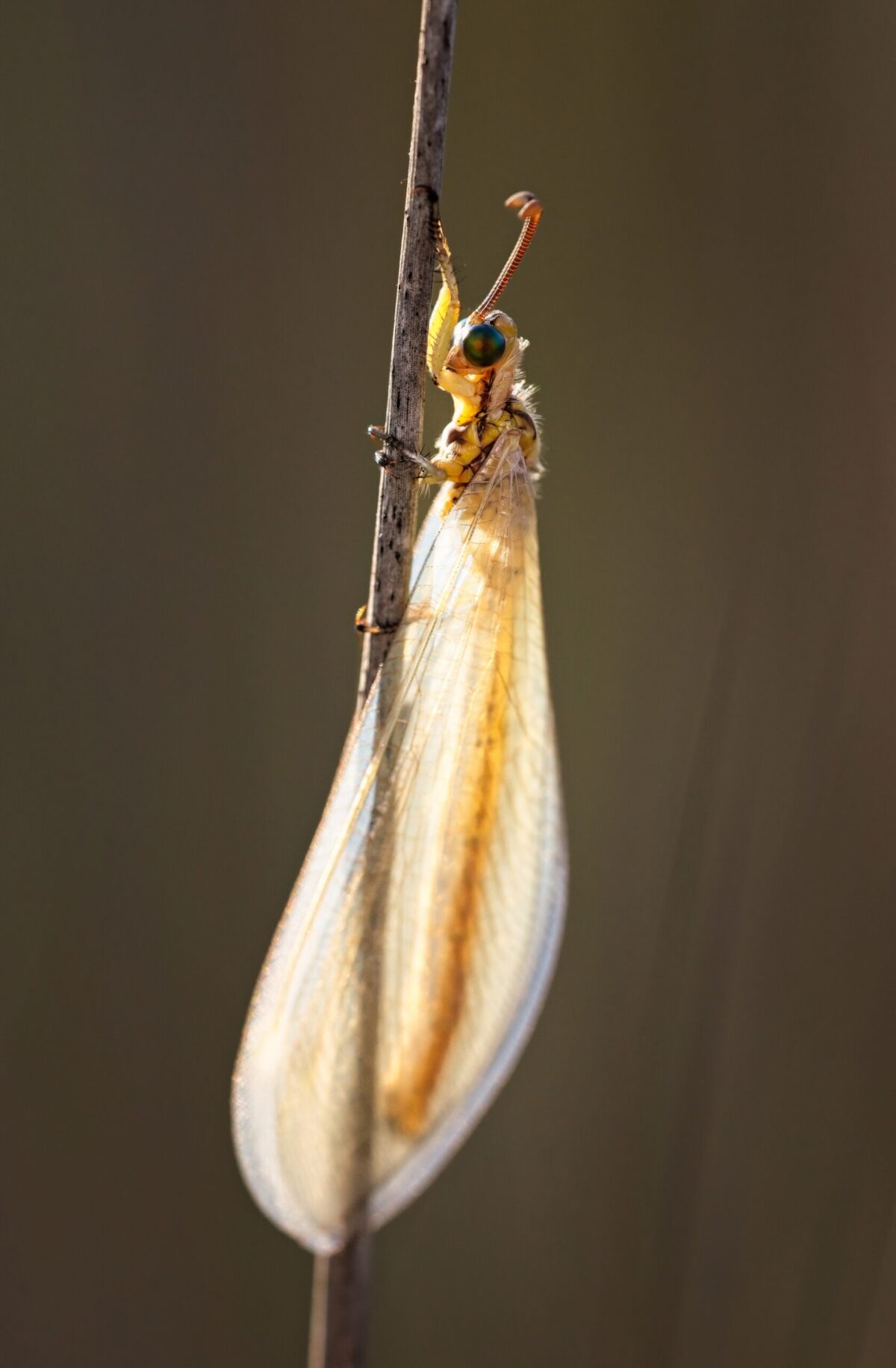 Antlion backlit by the morning sun, macro nature photographs