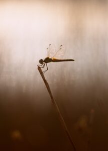 dragon fly silhouetted by the sun on a twig, macro nature photographs,