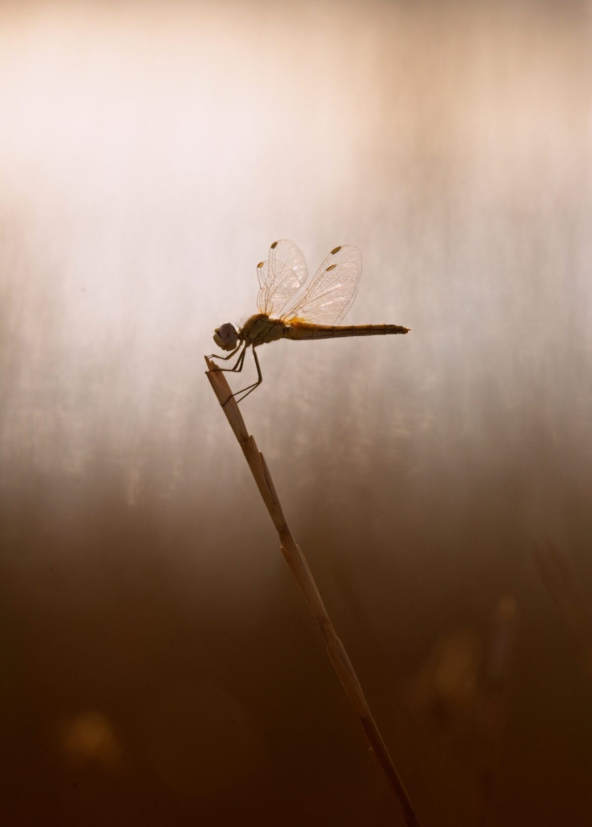 dragon fly silhouetted by the sun on a twig, macro nature photographs,