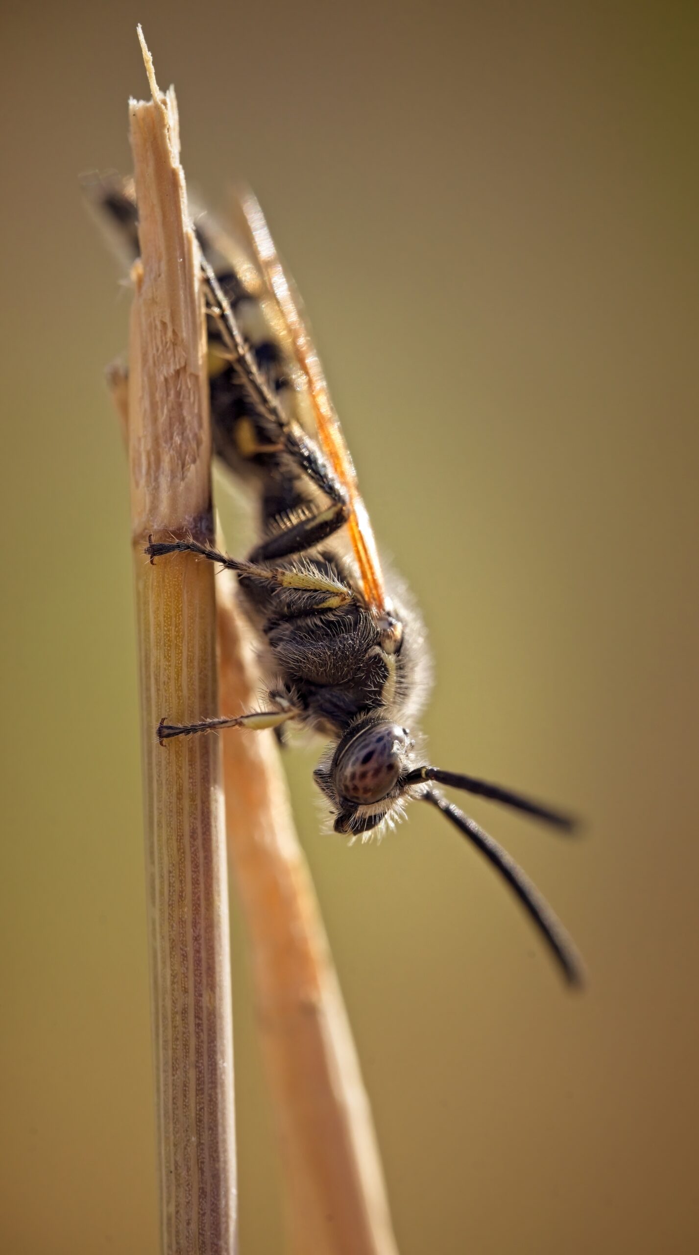 wasp resting on a dry twig