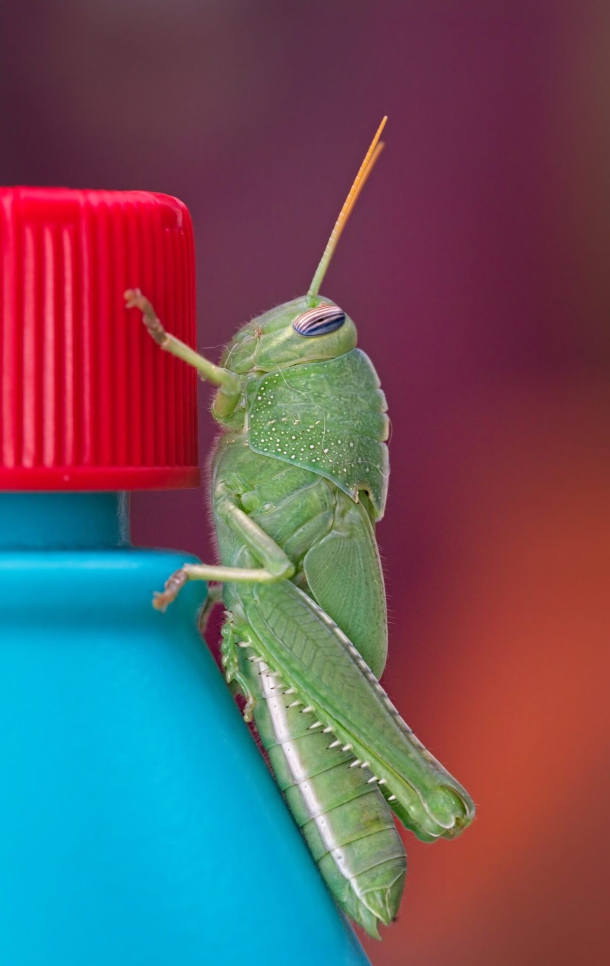 green Egyptian grasshopper on a blue bottle