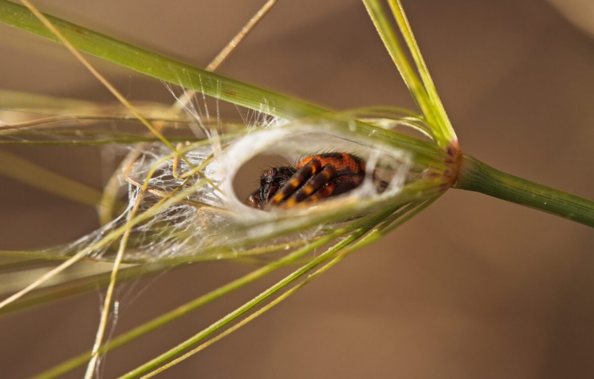 female Napoleon Crab spider in a web cave