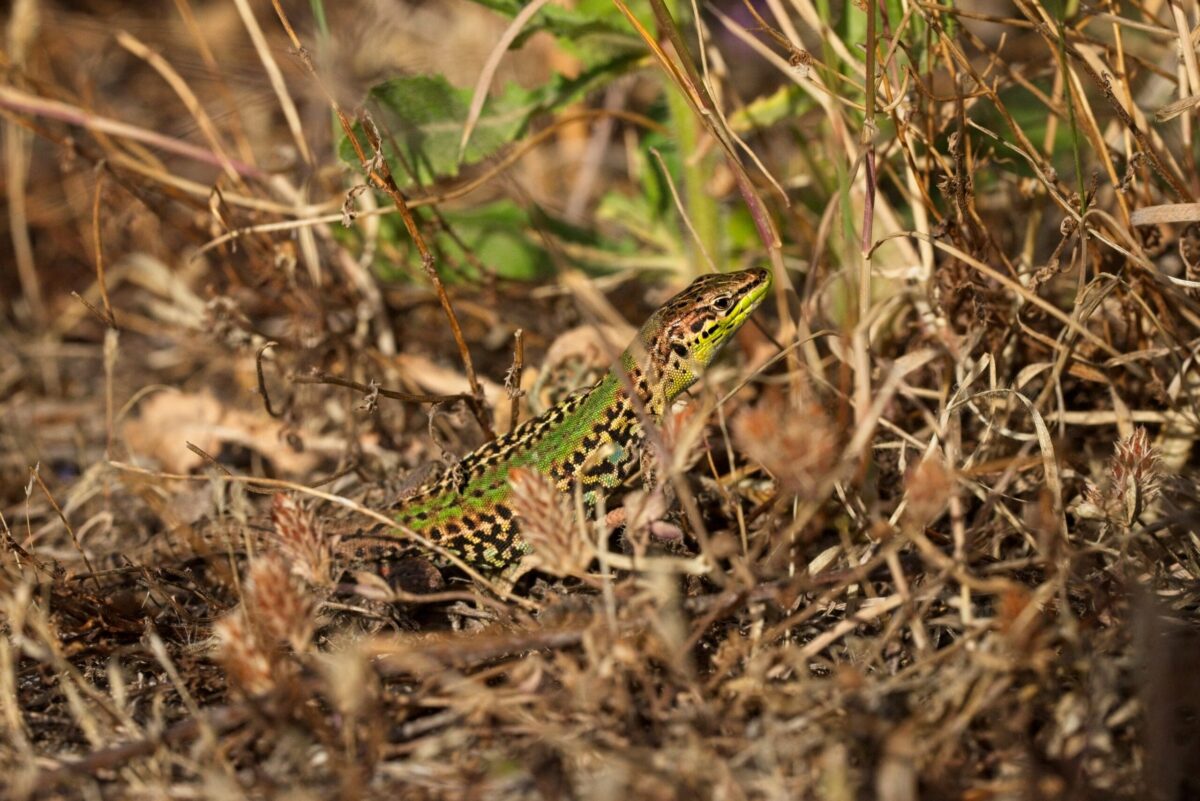pregnant common wall lizard