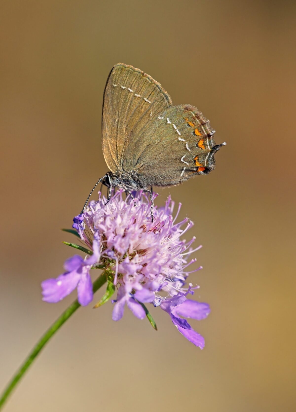 hairstreak butterfly on pincushion flower head, macro nature photographs