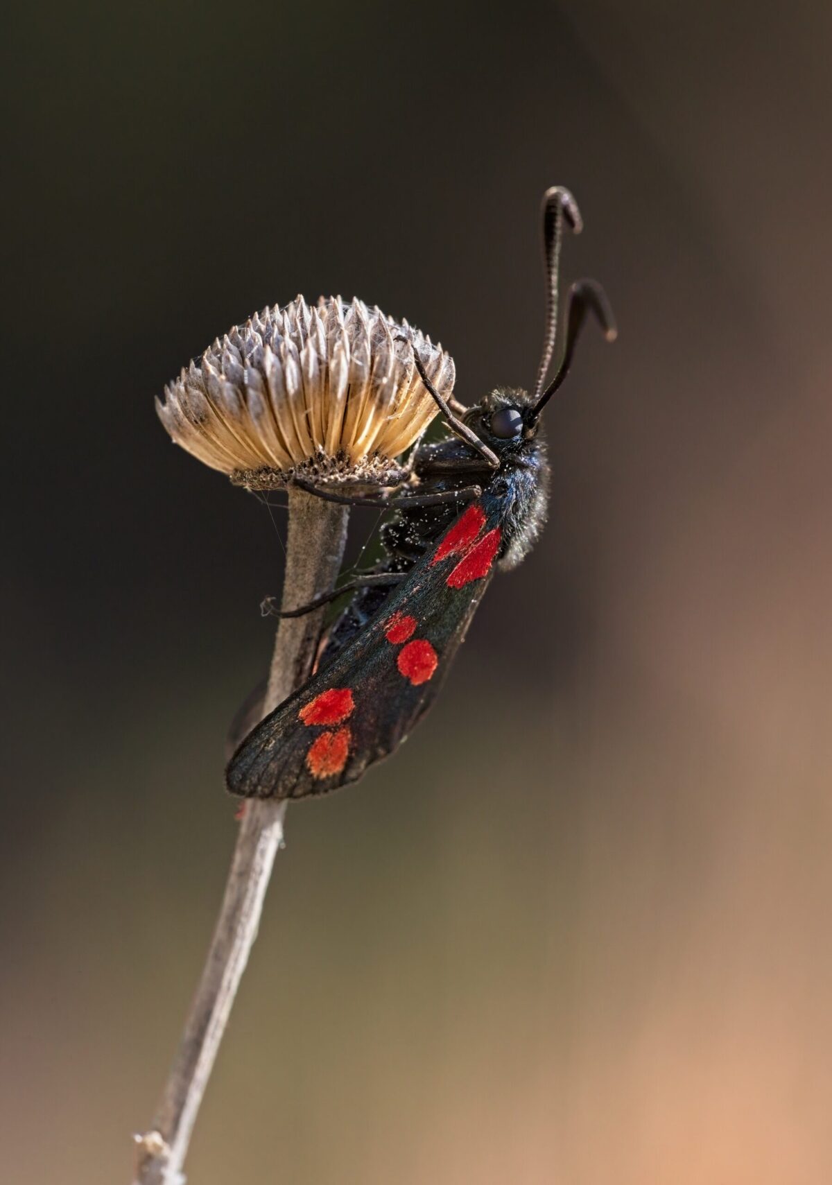 five spotted burnet moth on a dry grass