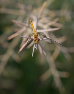 Vagrant darter dragon fly also known as the moustached darter dragonfly, macro nature photographs