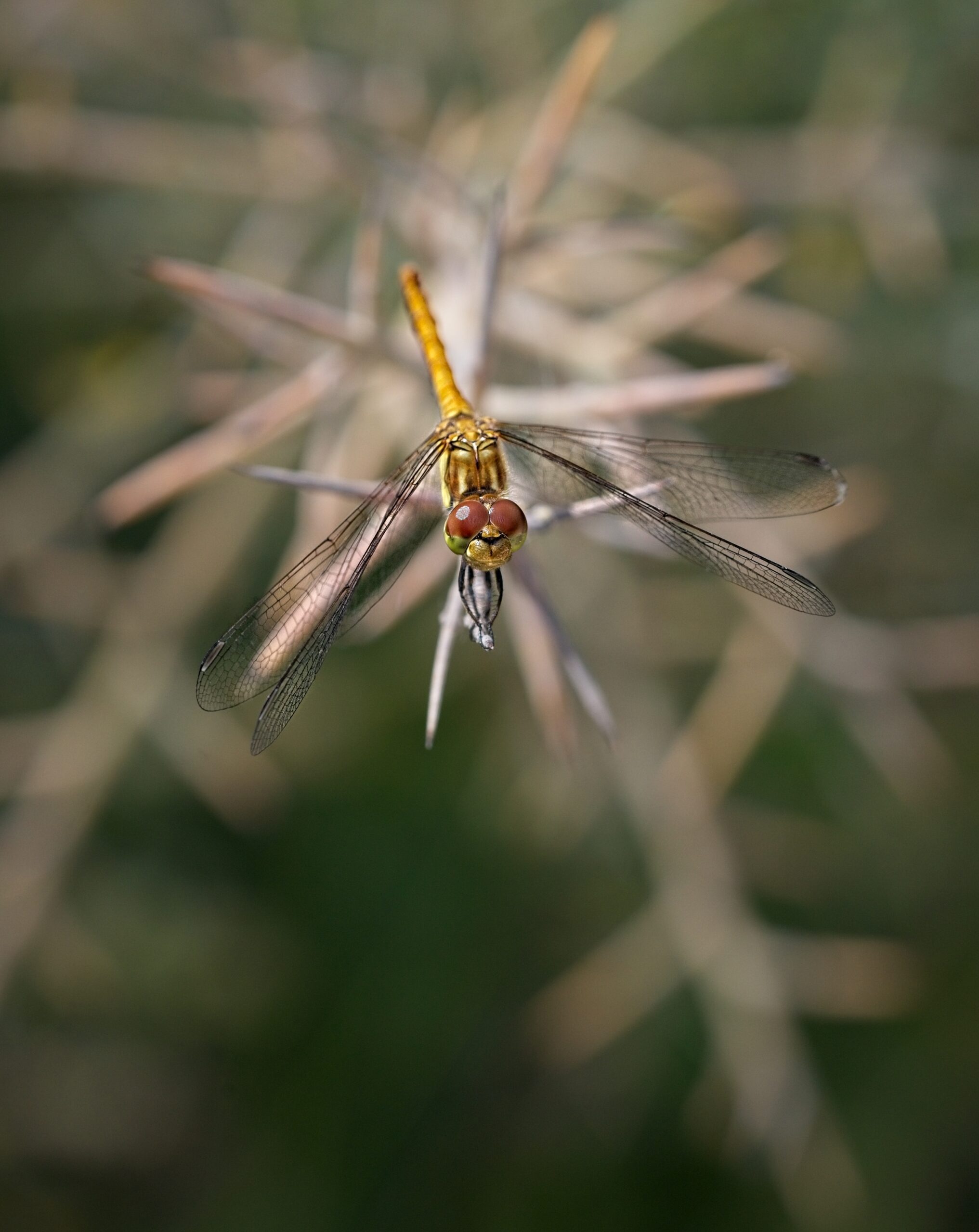 Vagrant darter dragon fly also known as the moustached darter dragonfly, macro nature photographs