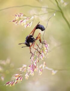 Long Bodied Wasp sleeping on a fluffy grass head, macro nature photography workshops