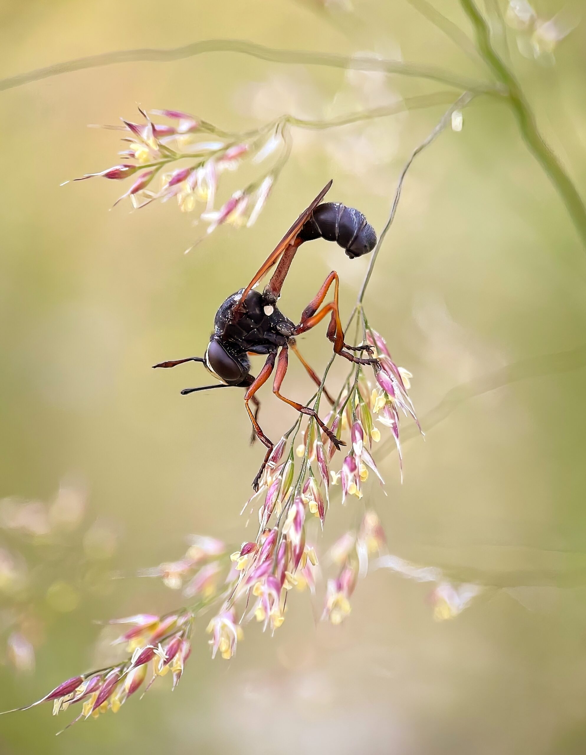 Long Bodied Wasp sleeping on a fluffy grass head, macro nature photography workshops