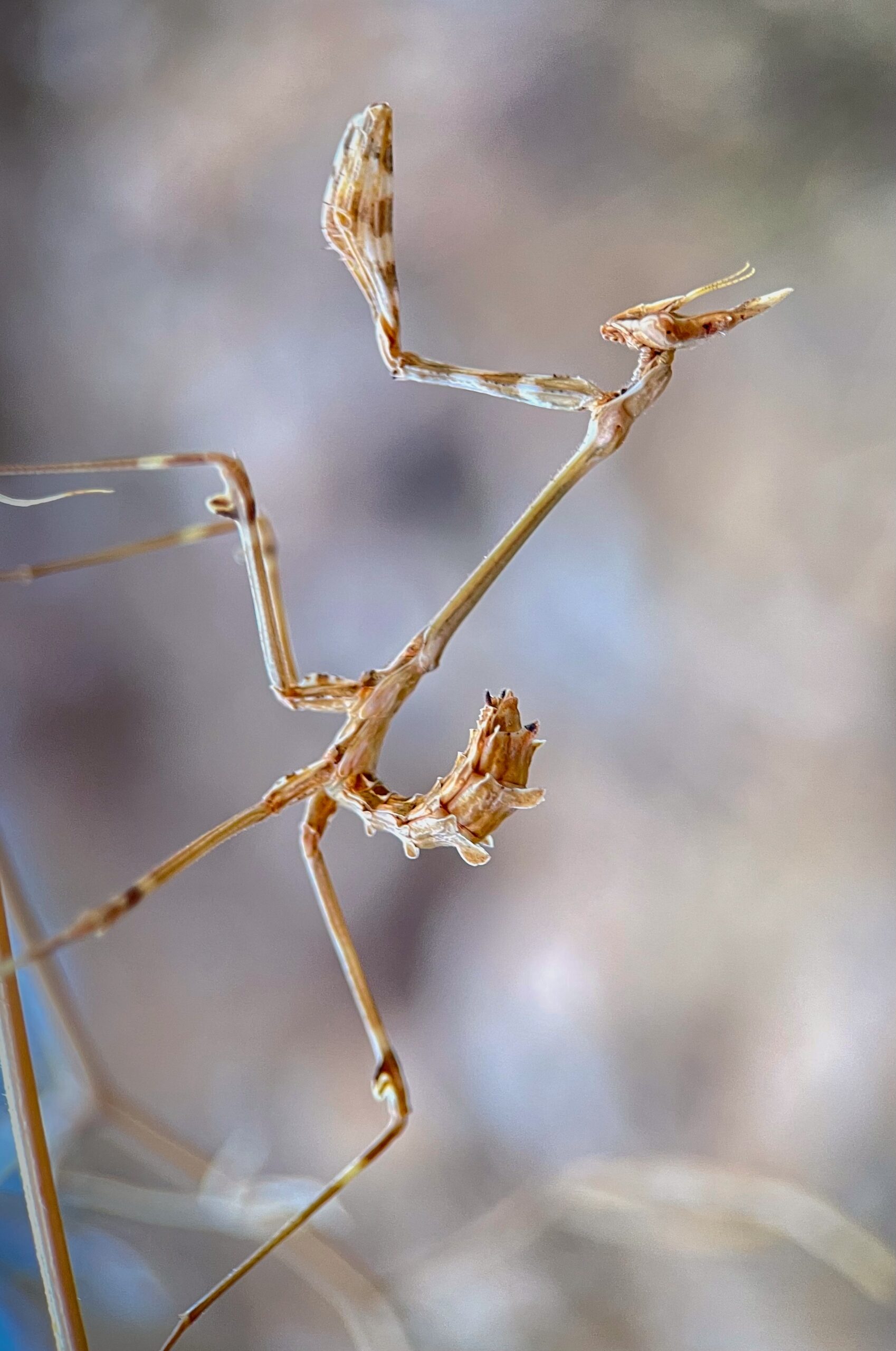Conehead Mantis Nymph macro photograph