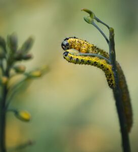 caterpillars doing a Lady and the Tramp pose, macro nature photographs