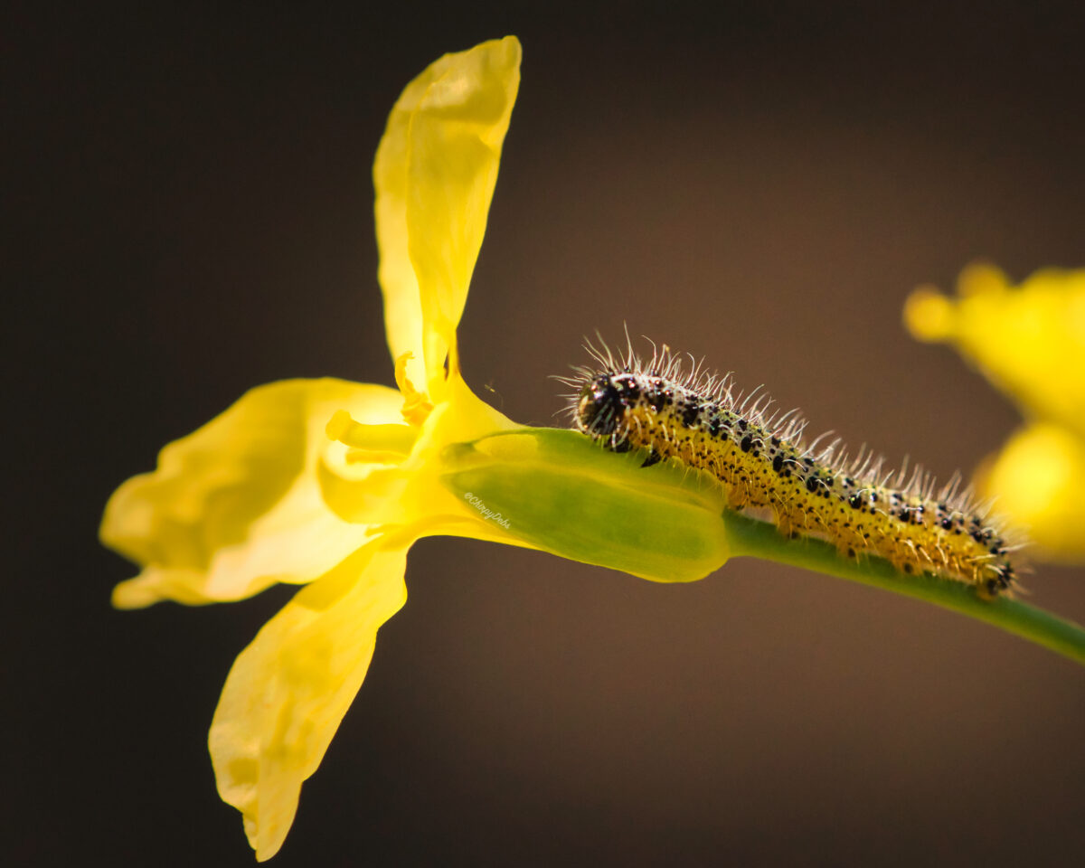 cabbage white caterpillar on a flower stem
