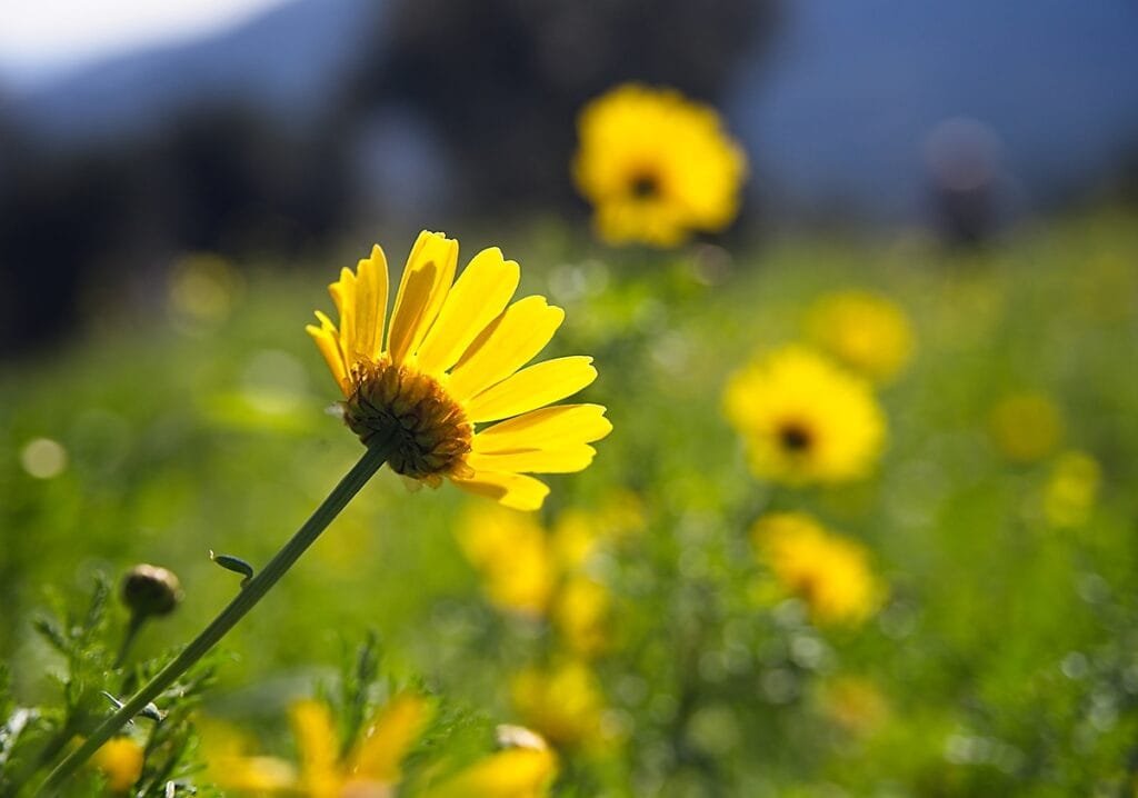 Yellow wild marigold glowing in the sun. The benefits of being in nature.