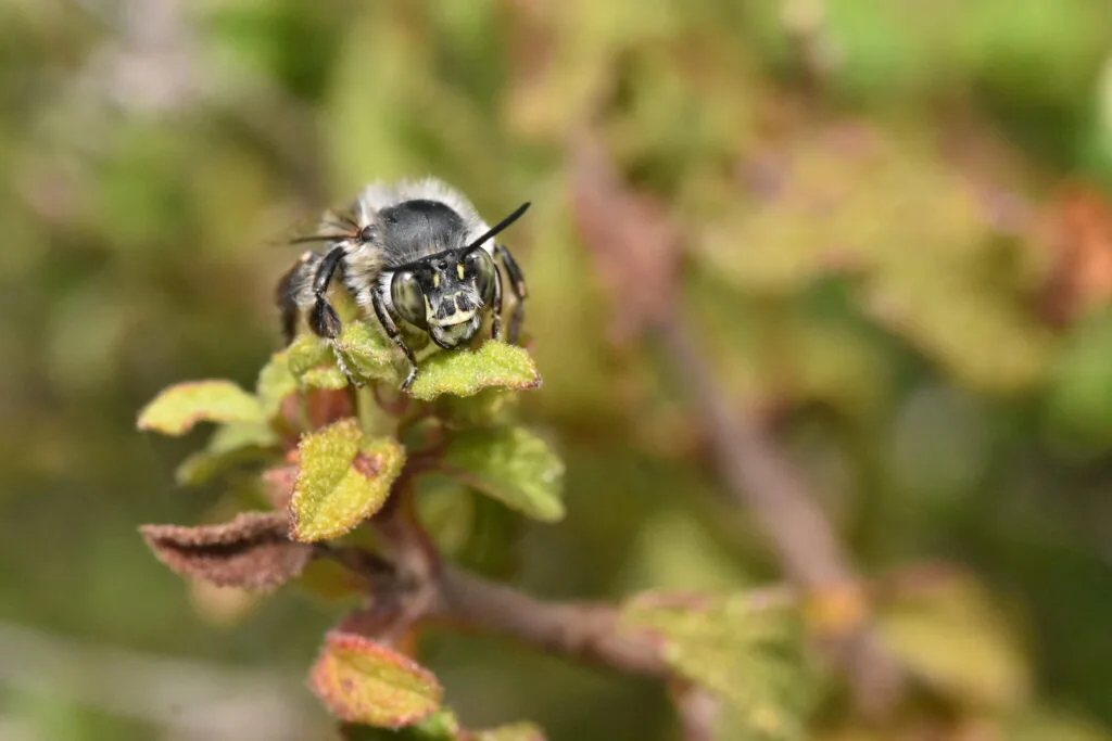 bee head on head photo
