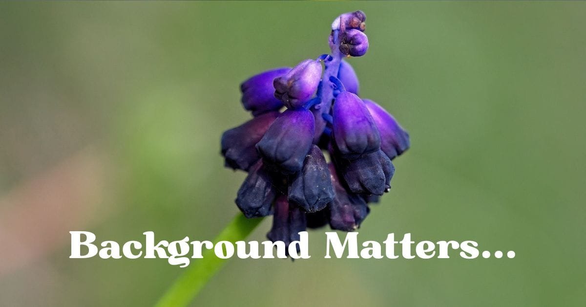 A closeup photo of a hyacinth flower head.